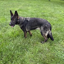 Mira - German Shepherd