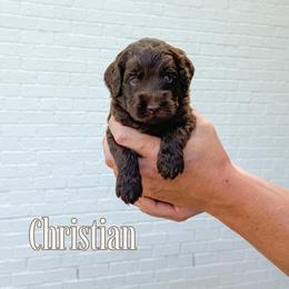 Christian (Yellow Collar) - Chocolate male Goldendoodle puppy in Bell Buckle, Tennessee from Precious Puptown Doodles