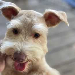 Hollywood - Miniature Schnauzer