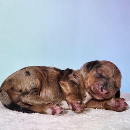 Trix - Merle male Cockapoo puppy in Louisburg, North Carolina from Raven Oak's Mini Cockapoos and Mini Dachshunds