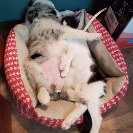 Australian Shepherd and Miniature Australian Shepherd Puppies from Donaldson Aussies