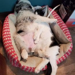 Australian Shepherd and Miniature Australian Shepherd Puppies from Donaldson Aussies