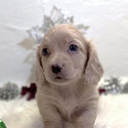 Boy 1 - Cream male Dachshund puppy in Mt. Sterling, Illinois from Doxie Do's