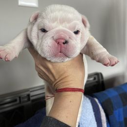 Girl 3 - White female Bulldog puppy in Mount Airy, North Carolina from PrimeCut Bulldogs
