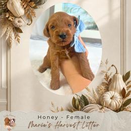 Honey - Red  female Goldendoodle puppy in Norcross, Georgia from Teddy Puppies