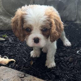 Cavalier King Charles Spaniel Puppies from Kara's Cavalier King Charles Spaniels
