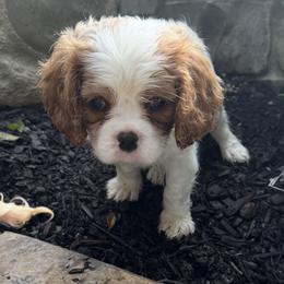 Cavalier King Charles Spaniel Puppies from Kara's Cavalier King Charles Spaniels
