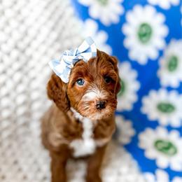 Nico Robin - Red  female Goldendoodle puppy in Springville, Utah from Happy Doodle