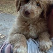 Bordoodle Puppies from Alabama Top Doodles