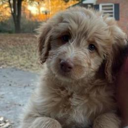 Bordoodle Puppies from Alabama Top Doodles