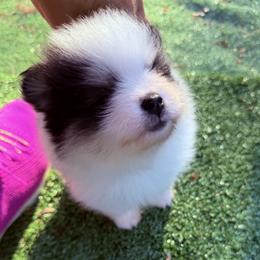 Bolt - Black and tan parti male Pomeranian puppy in Snohomish County, Washington from Heartlove Poms