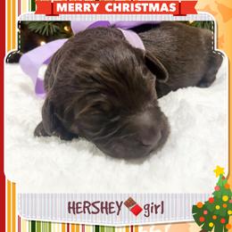 HERSHEY - Brown and white female Aussiedoodle puppy in Houston, Texas from Jomelkin Furry Pals