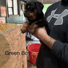 Boy 3 - Black and mahogany male Rottweiler puppy in Lima, Ohio from Vom Hause Bishop