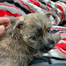 Cairn Terriers and Scottish Terriers from D & J SCOTTIES AND CAIRNS & Miniature Long haired Dachshunds