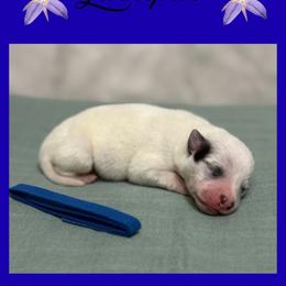 Larkspur - Blue mottled male Australian Cattle Dog puppy in Seneca, Missouri from MO Morningstar Heelers