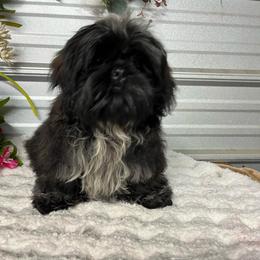 AKC Jazz - Black male Shih Tzu puppy in Elgin, South Carolina from Silver Bells Paw Prints