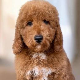 Goofy - Red  male Goldendoodle puppy in Tucson, Arizona from Adored Poodle & Doodles