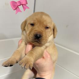 YELLOW FEMALE (green) - Yellow female Labrador Retriever puppy in Summit, South Carolina from Southern Pine Labradors