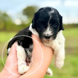 Pink - Tri-color female Bernedoodle puppy in Rockwall, Texas from Glory Doodles