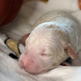 Storm - White male Lagotto Romagnolo puppy in Lubbock, Texas from Tesoro Riccio
