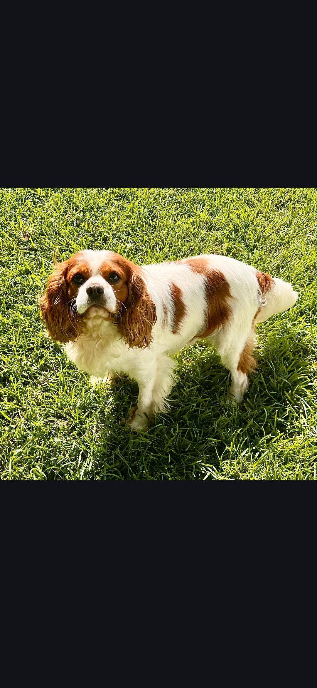 Cooper