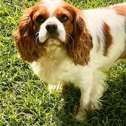 Cooper - Cavalier King Charles Spaniel