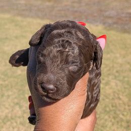 Boy 2 - Cream male Goldendoodle puppy in Forney, Texas from Cityline Goldendoodles