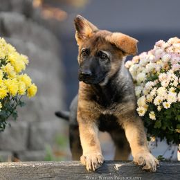 Grit - Sable female German Shepherd puppy in Peotone, Illinois from Creede K9