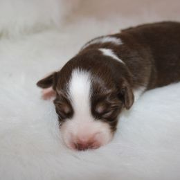 Boy 6 - Miniature Australian Shepherd puppy in Corydon, Indiana from Arbuckle’s Lookin Good Aussies (LGA)