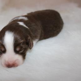 Boy 6 - Miniature Australian Shepherd puppy in Corydon, Indiana from Arbuckle’s Lookin Good Aussies (LGA)