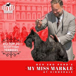 Markie - Scottish Terrier