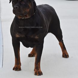 Vida - Rottweiler