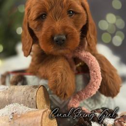 Bernedoodle, Goldendoodle, Golden Retriever, and Poodle Puppies from Red String Farmstead