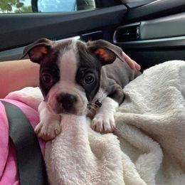 Boston Terrier Puppies from Bonze Boston Terriers