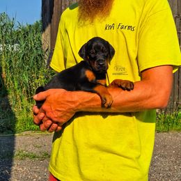 Girl 3 - Black and rust female Doberman Pinscher puppy in China Township, Michigan from Snell's Superior Kennel Dobermann & GSP