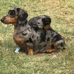 Dachshund puppies from Valentina's mini  AKC Dachshunds