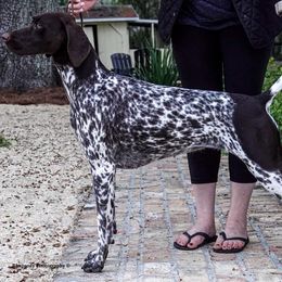German Shorthaired Pointer All Grown Up from Twin Gabels GSPs