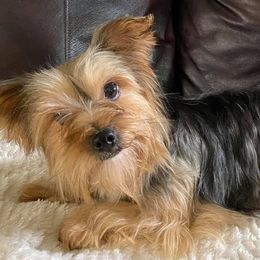 Shih Tzus and Yorkshire Terriers from The Cove Kennel
