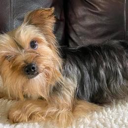 Shih Tzus and Yorkshire Terriers from The Cove Kennel