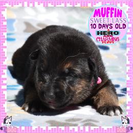 SWEET MUFFIN - Black and tan female German Shepherd puppy in Murrieta, California from Diamond Oaks German Shepherds