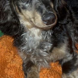 Dachshunds from Pawplex Kennels