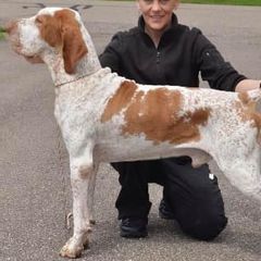 Bracco Italianos from Patriot Point