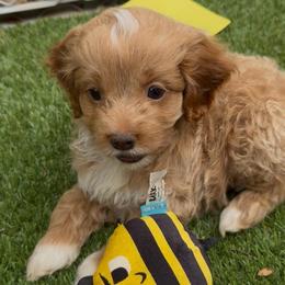 Cabernet - Cream male Cockapoo puppy in Williamston, South Carolina from Sassy Bob’s Dogs