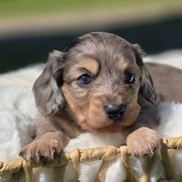 Bambi - Black and cream female Dachshund puppy in Mcminnville, Tennessee from Red Barn Farms Minis
