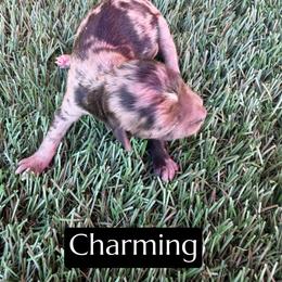 Charming - Blue merle male Aussiedoodle puppy in Bakersfield, California from Annie's Aussies