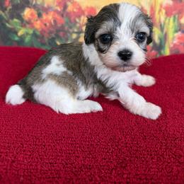 Maximus - Parti male Maltipoo puppy in Lawrenceburg, Tennessee from LUV Poodles and Maltipoos