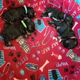 Miniature Schnauzer Puppies from Starbound Miniture Schnauzer's