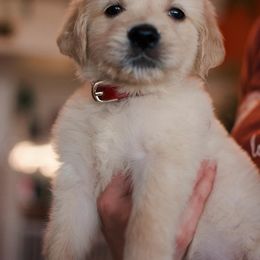 Golden Retriever Puppies from Dani’s Dawgs