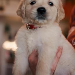 Golden Retriever Puppies from Dani’s Dawgs