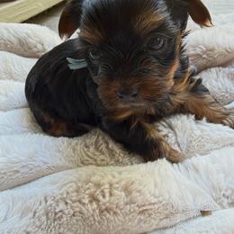 Light blue - Black and tan male Yorkshire Terrier puppy in Thomasville, Georgia from Southern Belle Yorkies